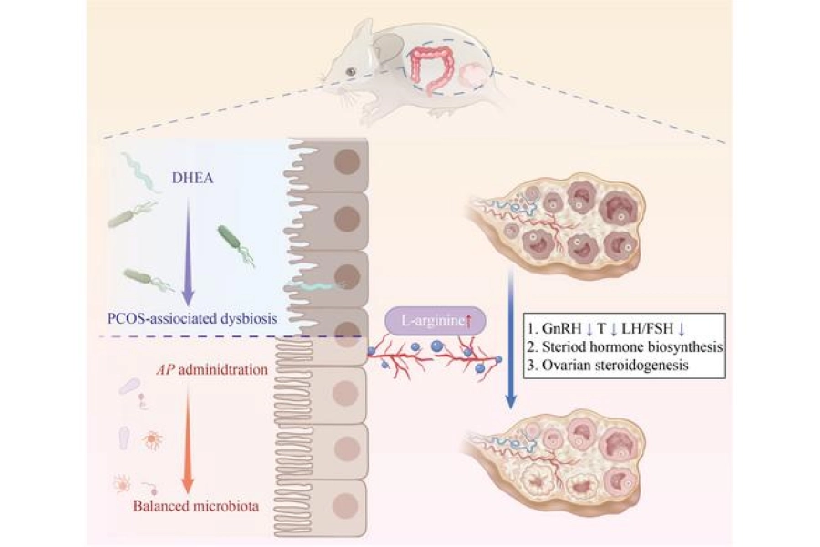 Infographic of rat model with PCOS and changes in hormones 